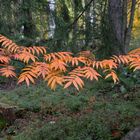 The autums colour on forest