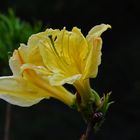 The azalea 