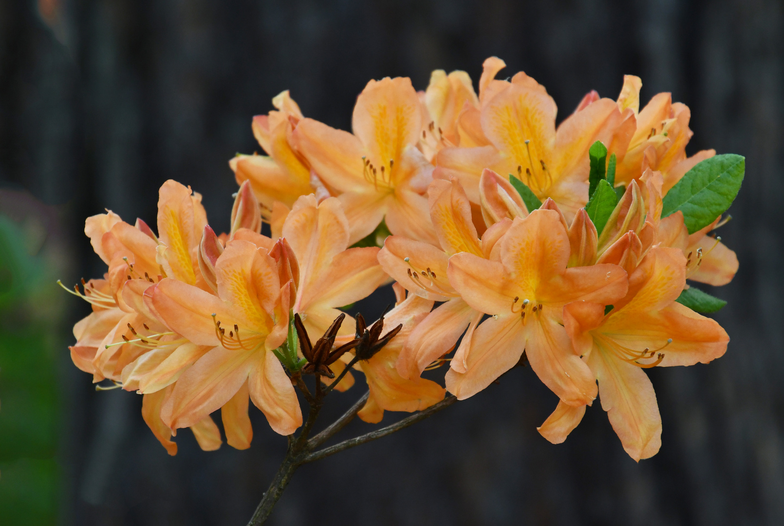 The azalea