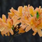 The azalea