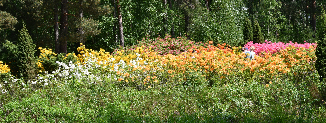 The azalea park