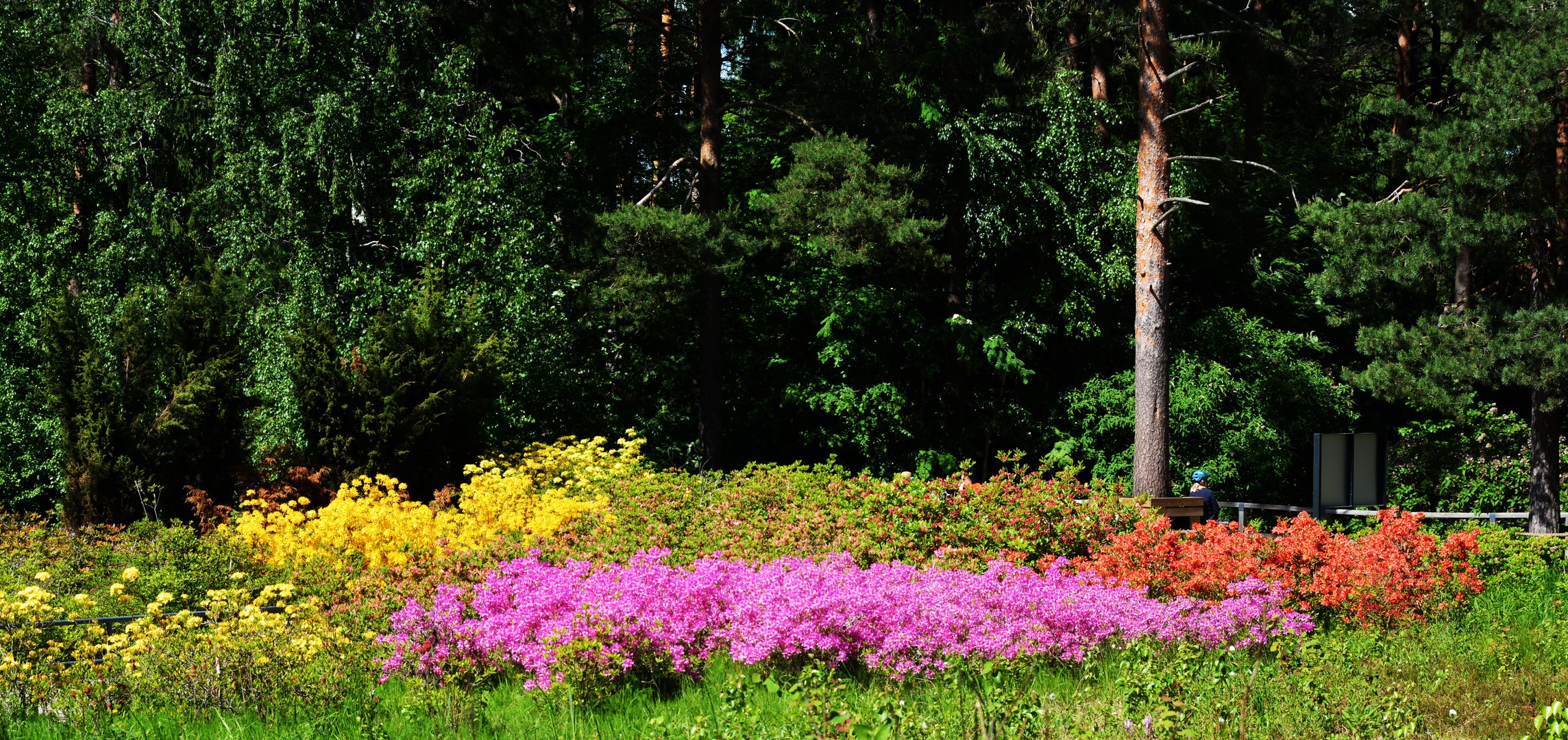 The azaleas