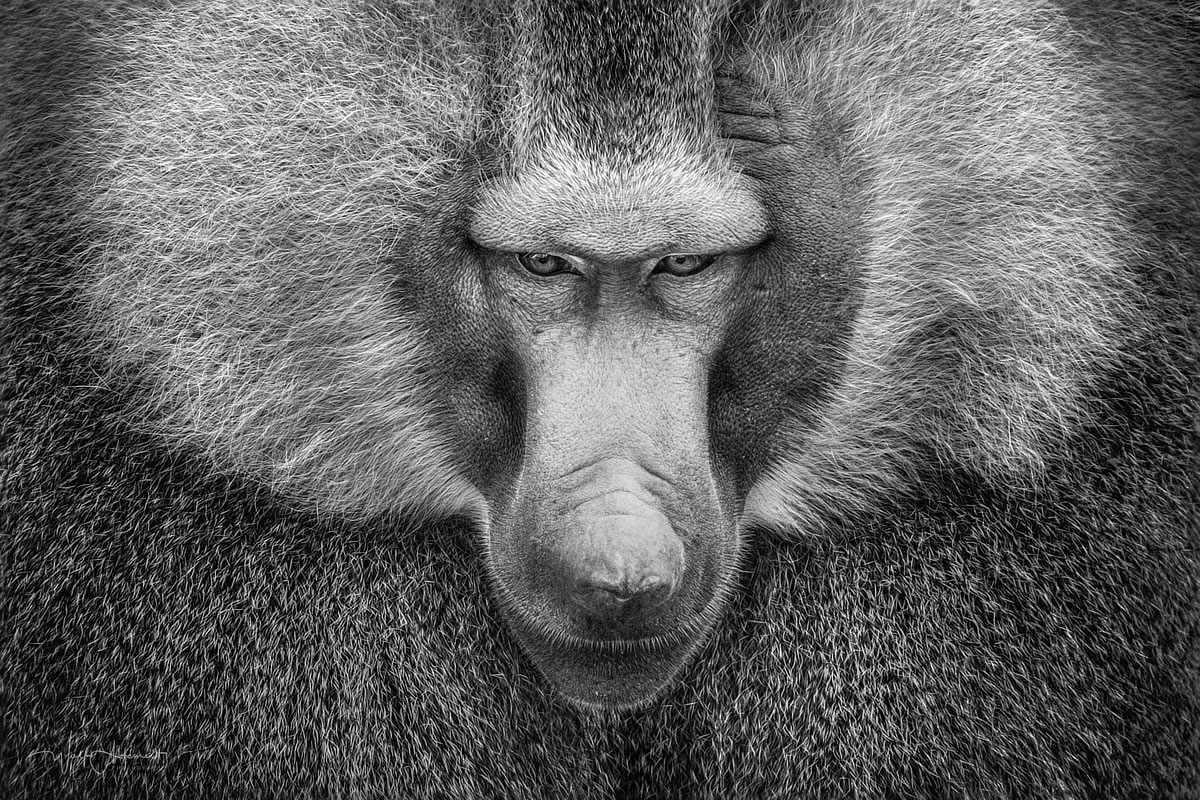 the baboon