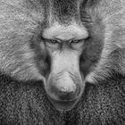 the baboon