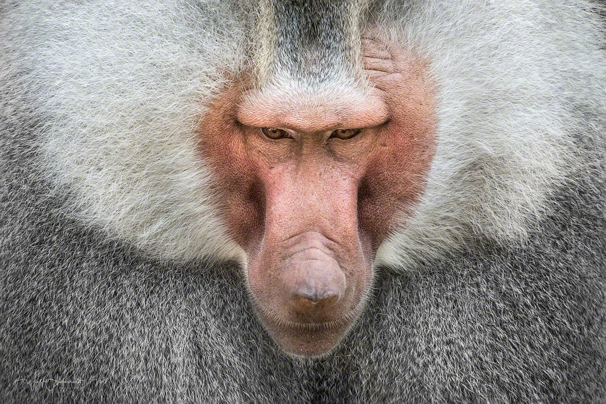 the baboon