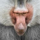 the baboon