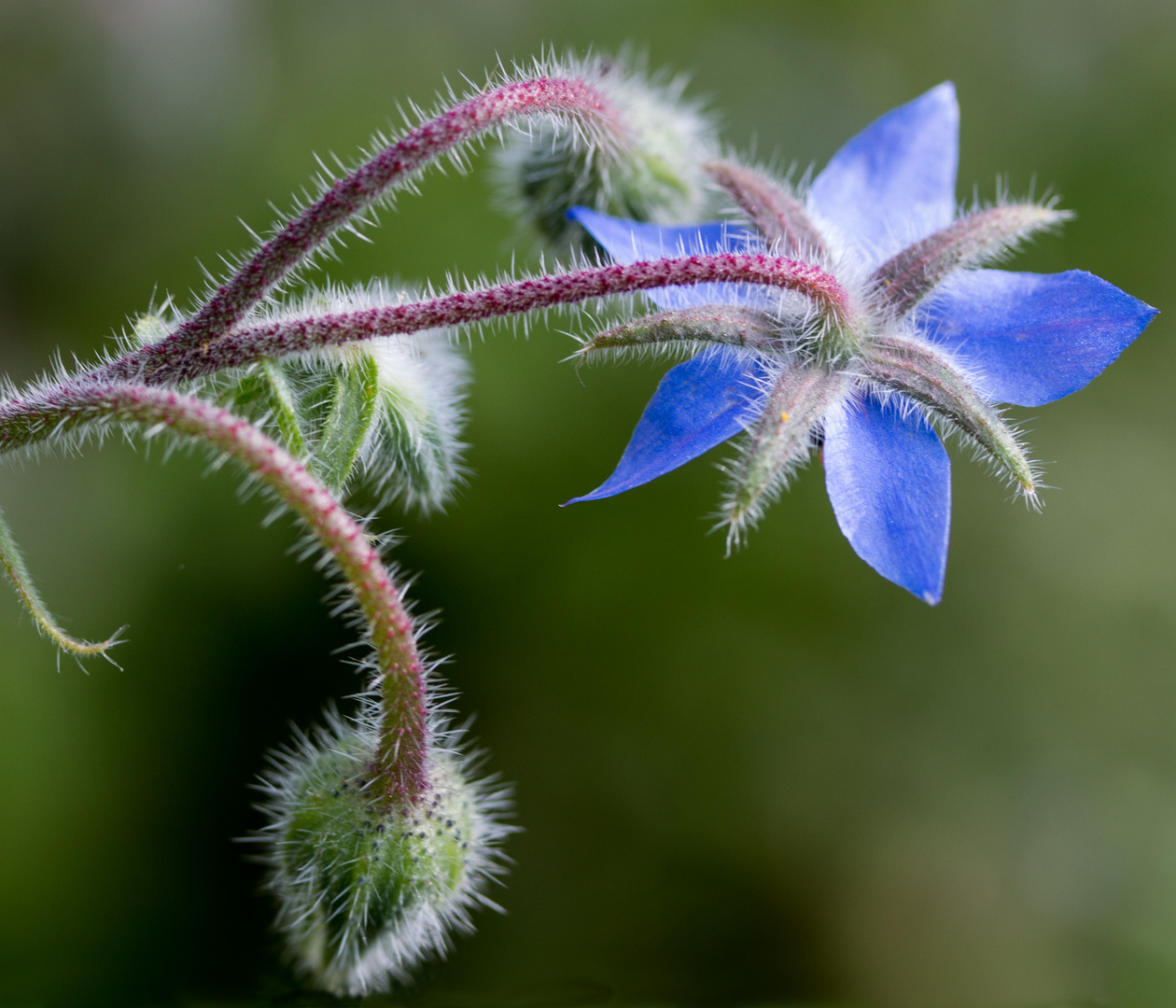 The Back of a Flower!