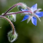 The Back of a Flower!