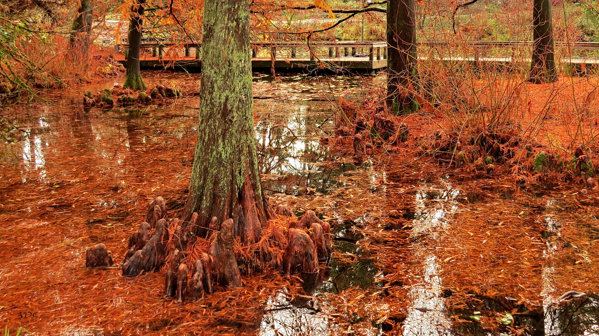 The Bald Cypresses