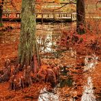 The Bald Cypresses