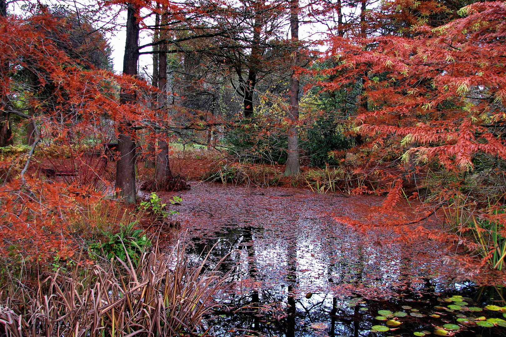 The Bald Cypresses (4)