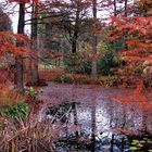 The Bald Cypresses (4)