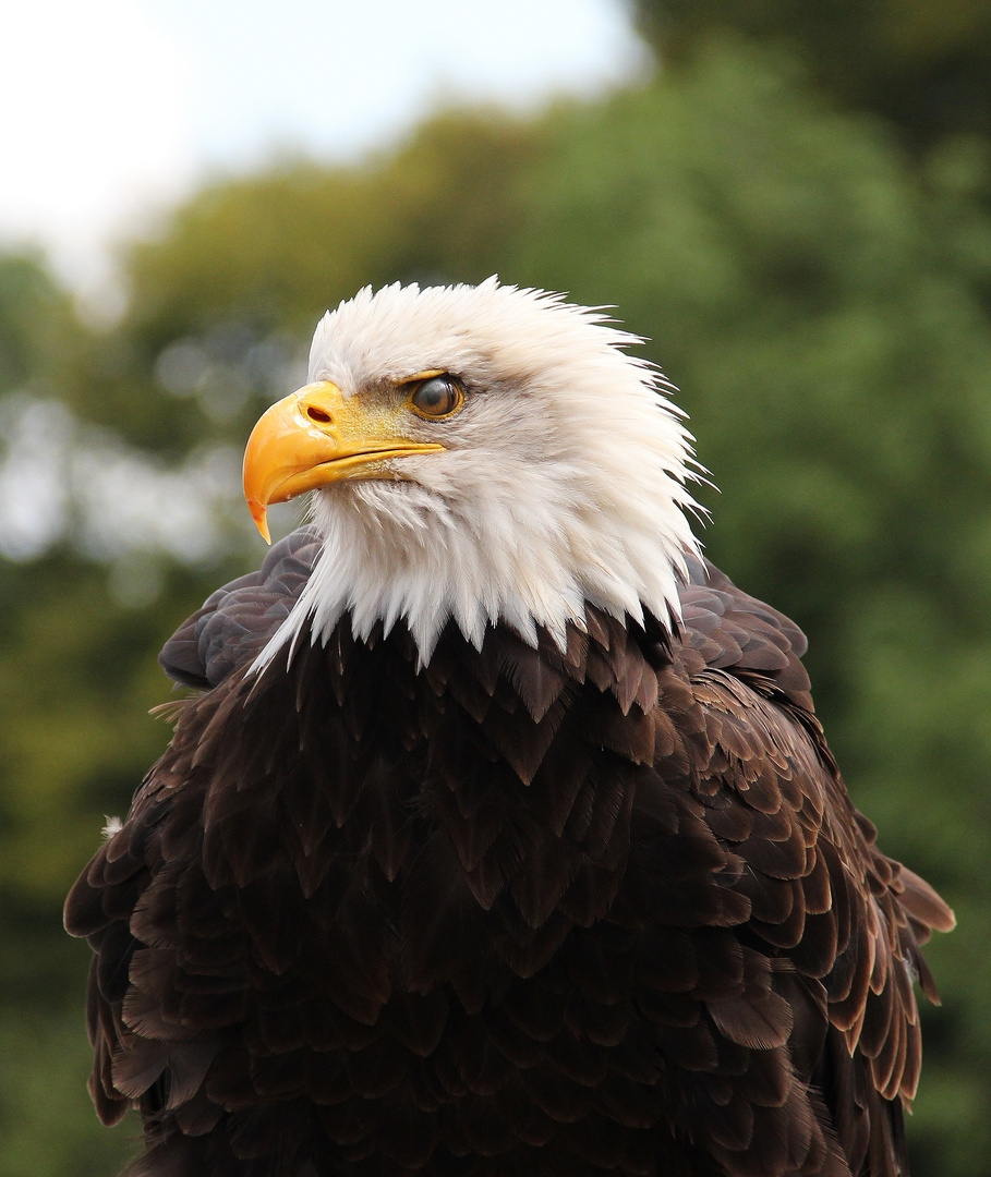 The Bald Eagle - Profile