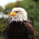 The Bald Eagle - Profile