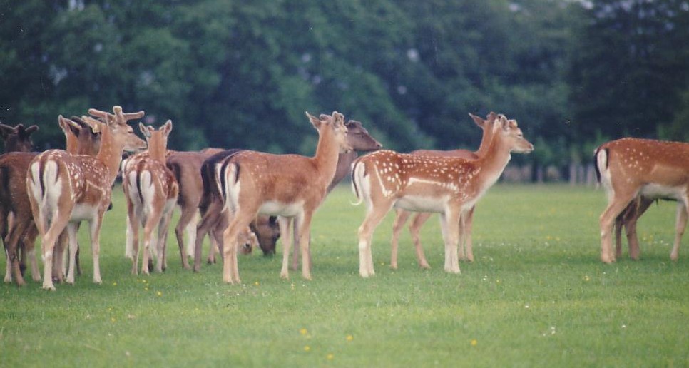 The Bambi Gang in Dublin