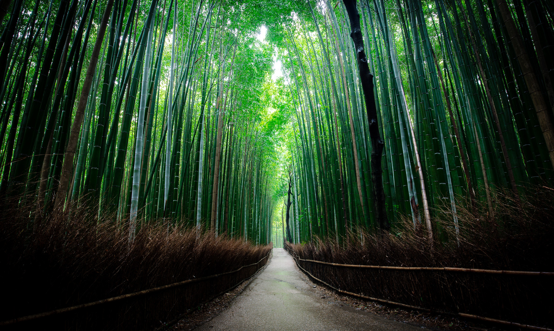 The Bamboo Grove