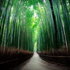 The Bamboo Grove