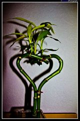 The Bamboo Heart