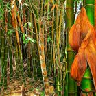 the bamboo story