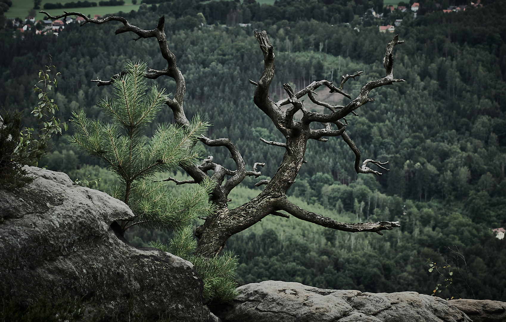 the bare little tree on stone...