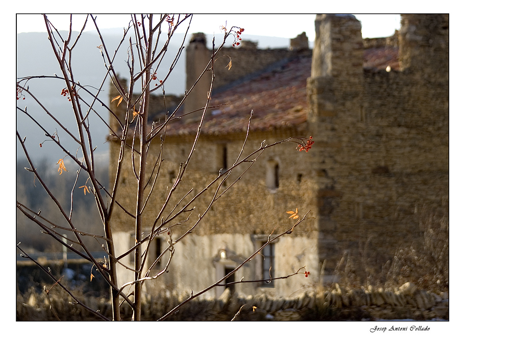 The bare tree