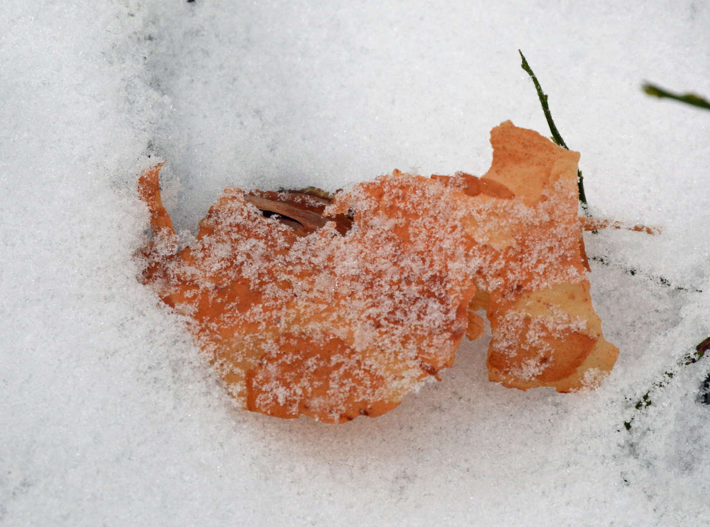 The bark on snow