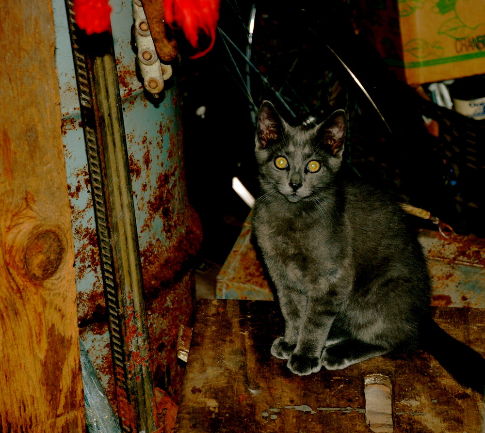 the barn cat