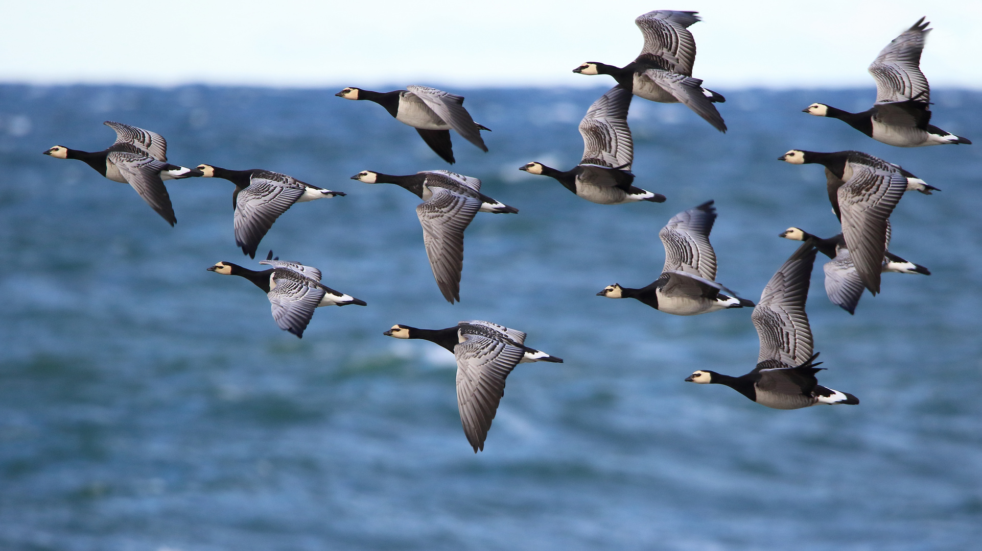 The barnacle goose (Branta leucopsis)