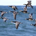 The barnacle goose (Branta leucopsis)