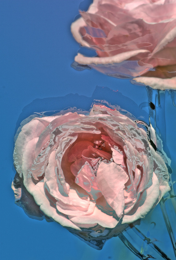 the battered rose - if I was Andy Warhol-