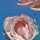 the battered rose - if I was Andy Warhol-