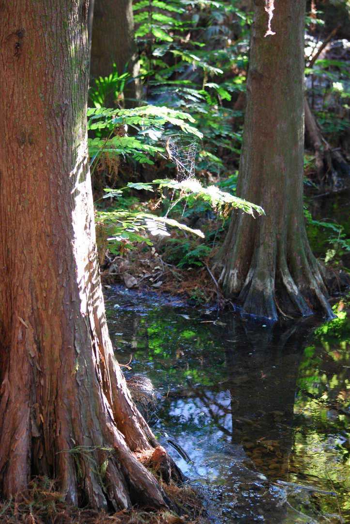 the bayou