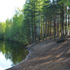 The beach of forest lake