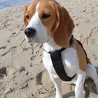 the beagle
