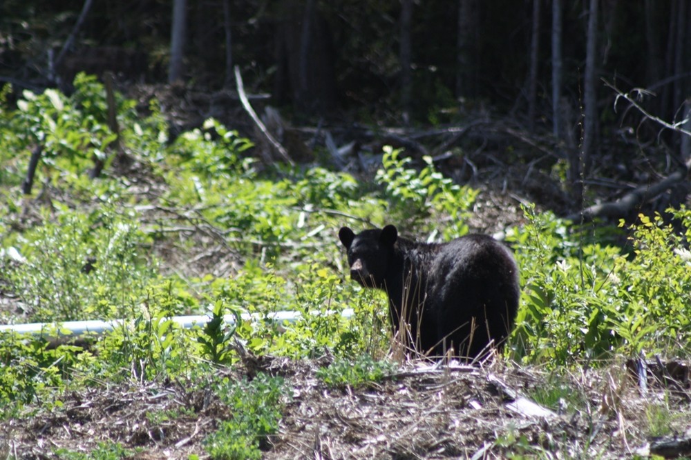 the bear i saw almost every day for 2 weeks