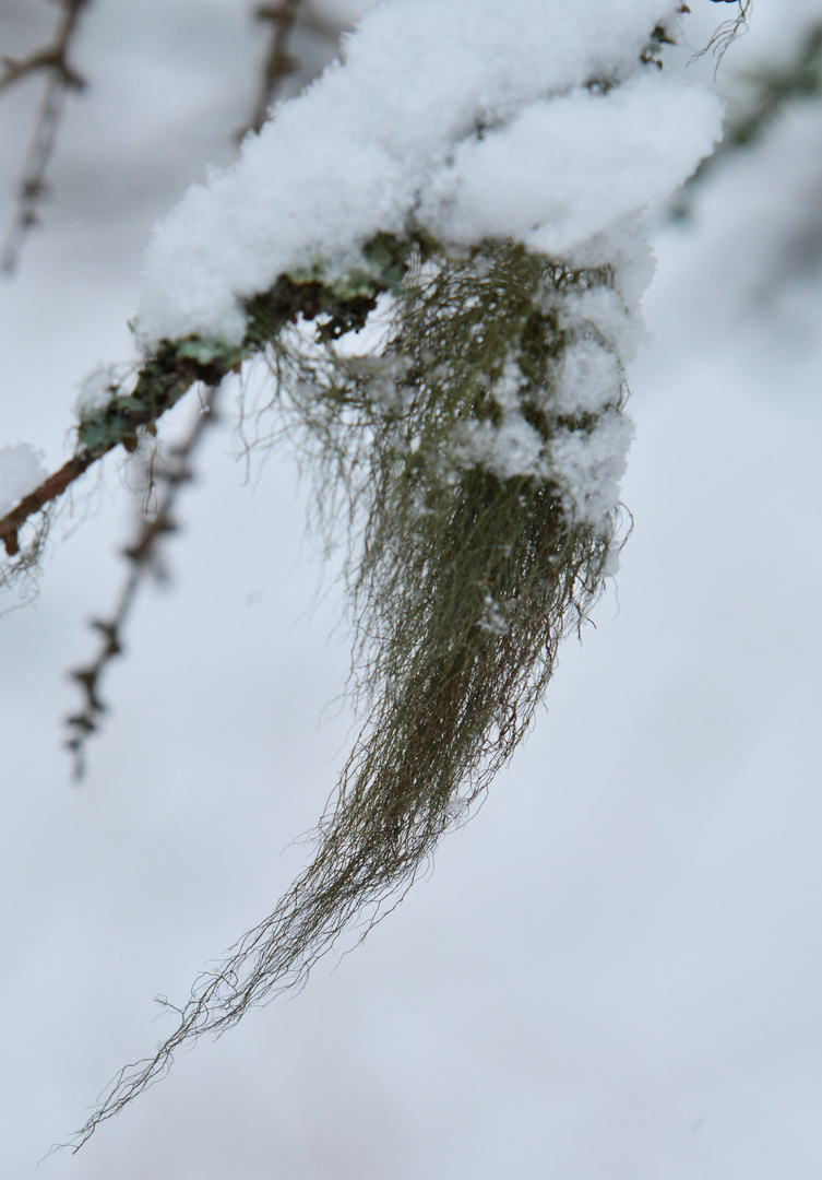 The beard-moss