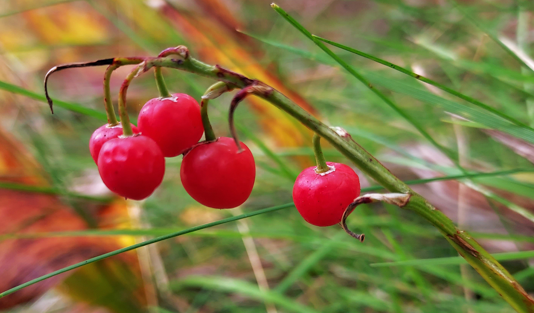 The bears of lily of the walley