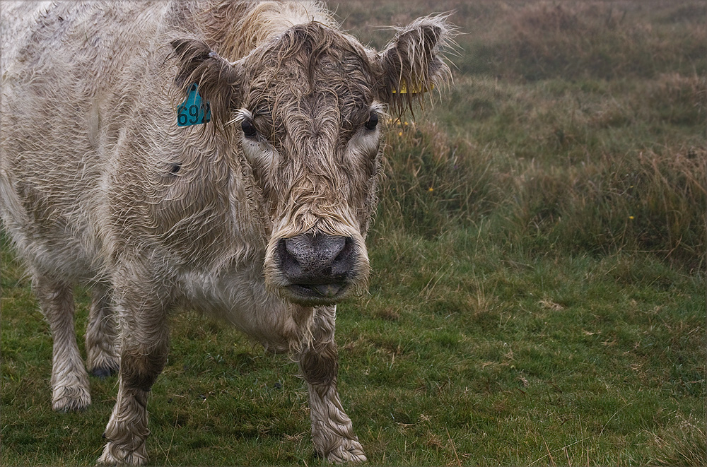 The Beast of Bodmin Moor *g*