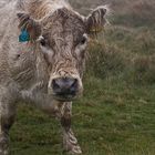 The Beast of Bodmin Moor *g*