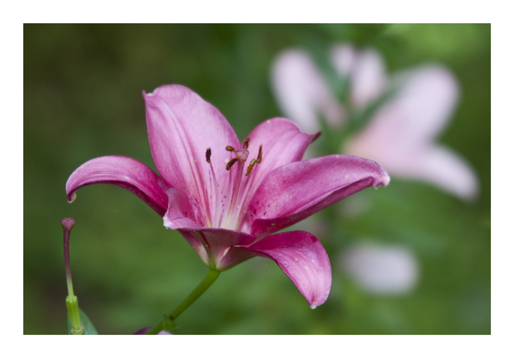 The beautiful blooms?