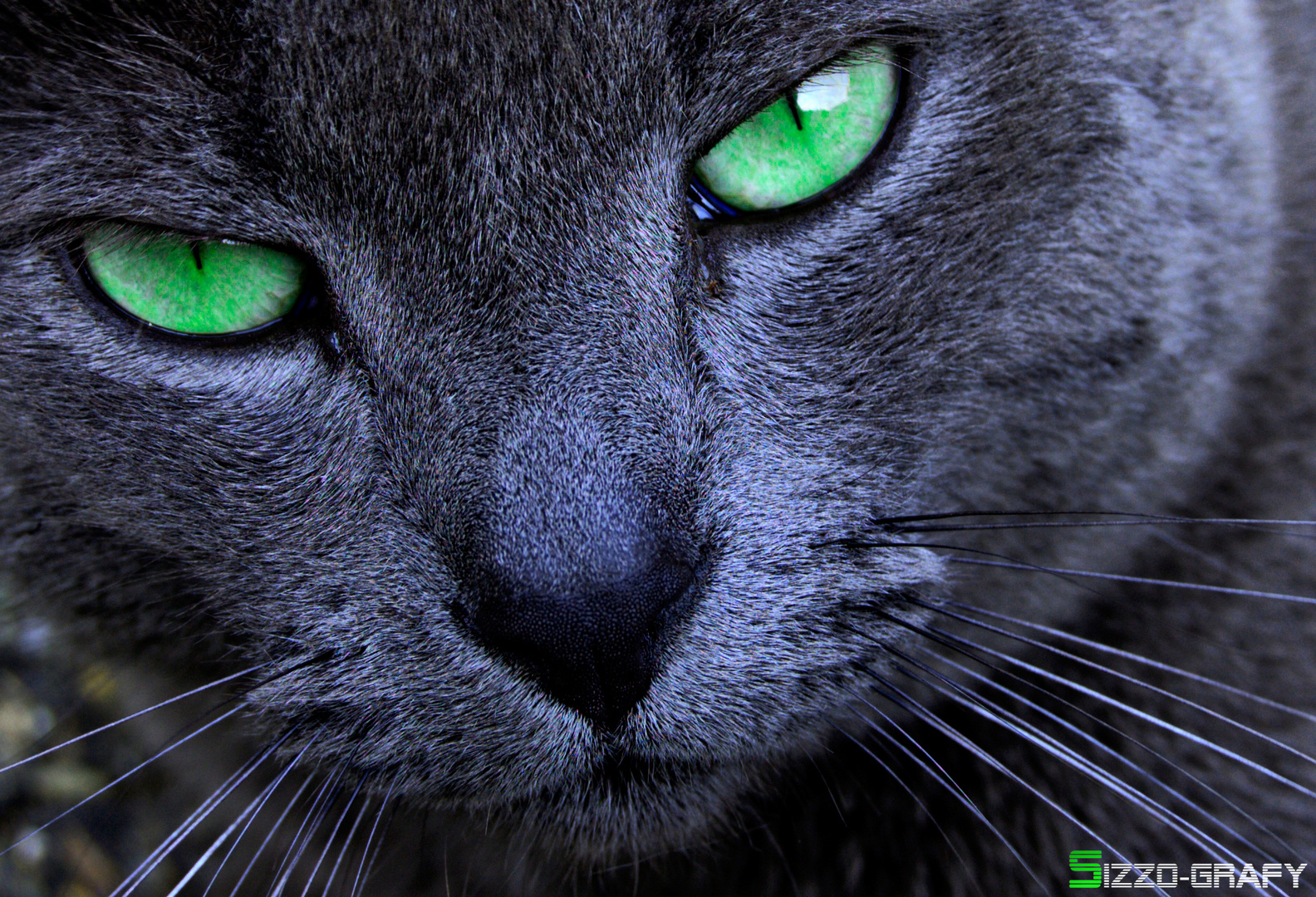 The beautiful cat with green eyes