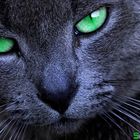 The beautiful cat with green eyes