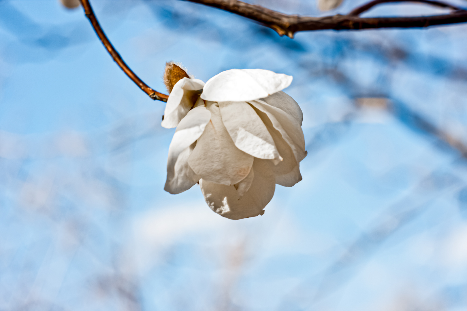 The beautiful huge magnolia flower 