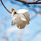 The beautiful huge magnolia flower 