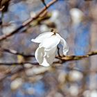 The beautiful magnolia flower