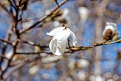 The beautiful magnolia flower