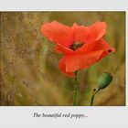 The beautiful red poppy