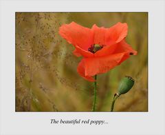 The beautiful red poppy