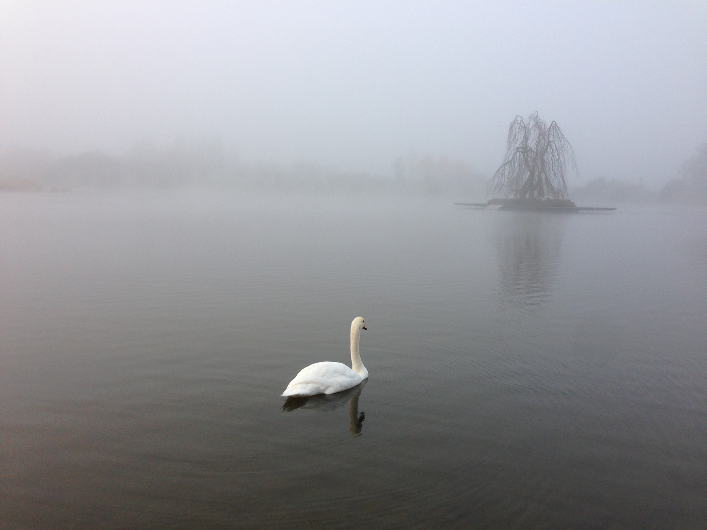 The Beauty and the fog