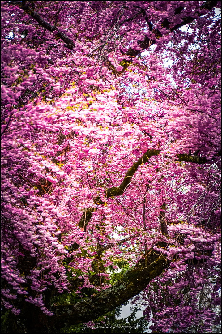 The beauty in Pink